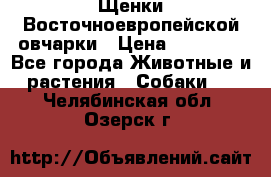 Щенки Восточноевропейской овчарки › Цена ­ 25 000 - Все города Животные и растения » Собаки   . Челябинская обл.,Озерск г.